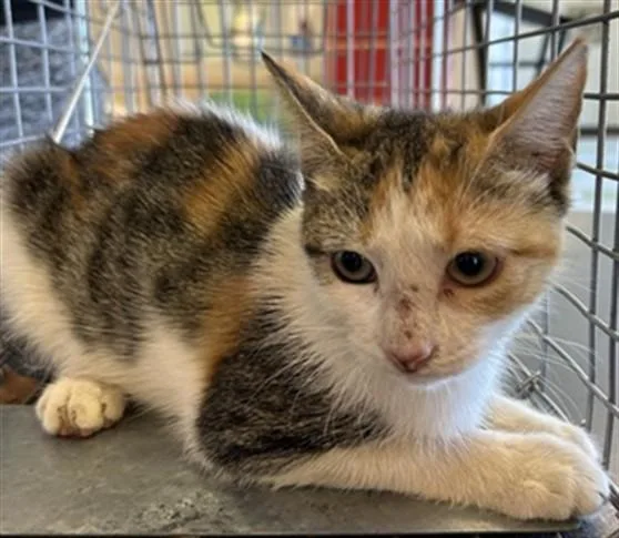 A baby medium-sized female Calico cat named Spice A for adoption in Plano, TX