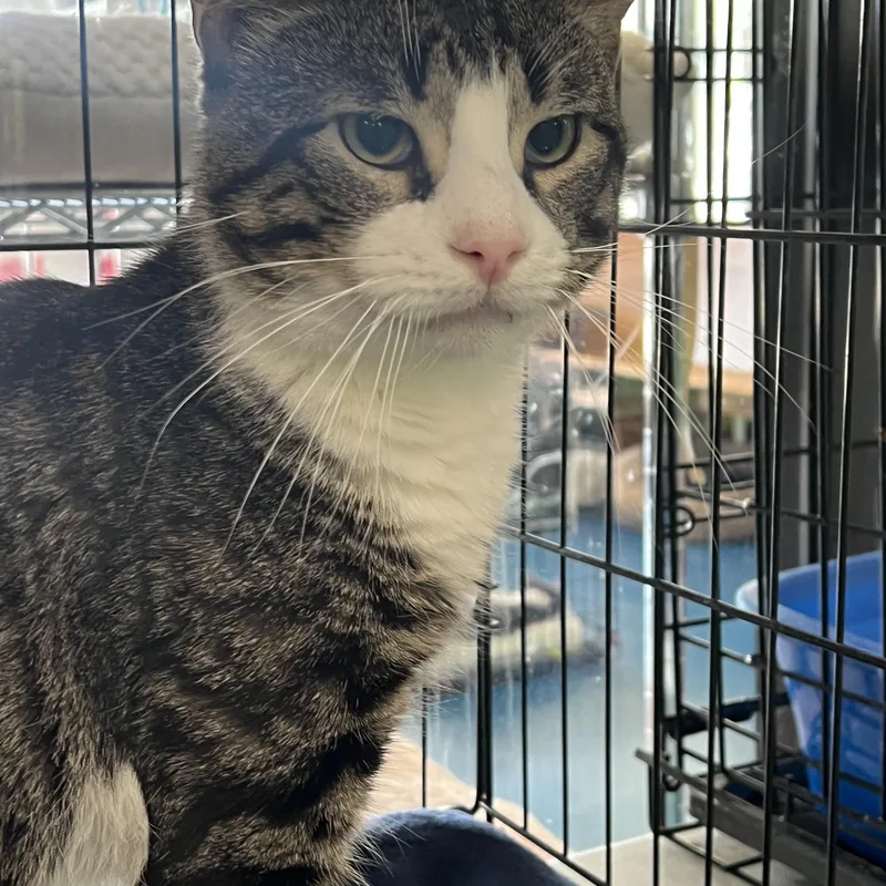 A young large-sized male Tabby (Brown / Chocolate) Domestic Short Hair cat named Colt for adoption in Johnston, RI