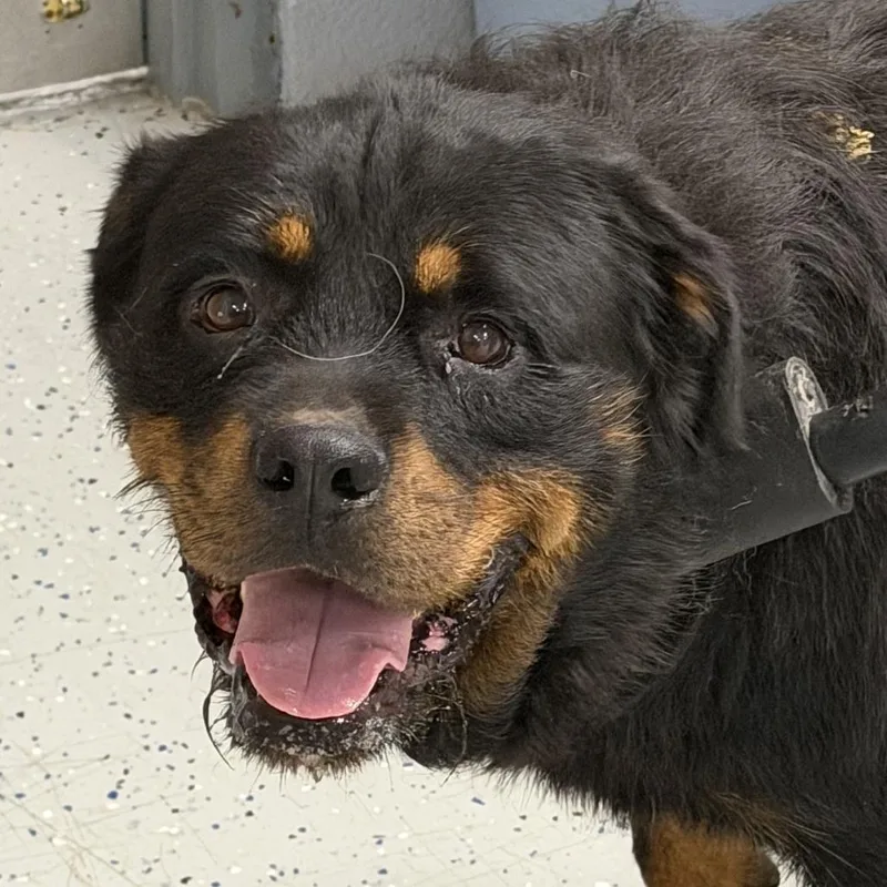 An adult extra large-sized male Rottweiler dog named Kreed for adoption in Marion, VA