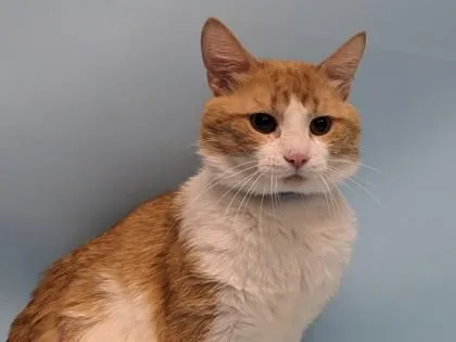 An adult small-sized male Domestic Medium Hair cat named Larry for adoption in Coon Rapids, MN