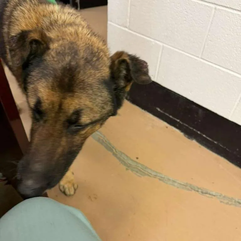 A senior medium-sized male Black Mixed Breed dog named Bama for adoption in Gadsden, AL