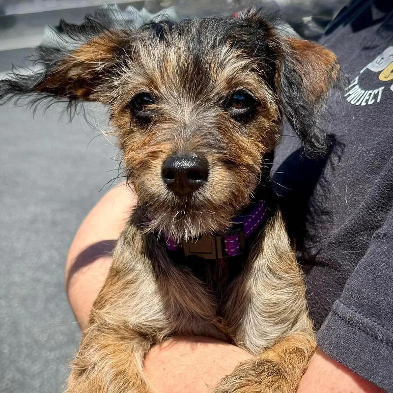 A baby small-sized female Bicolor Terrier dog named Chandi for adoption in Greenfield, CA