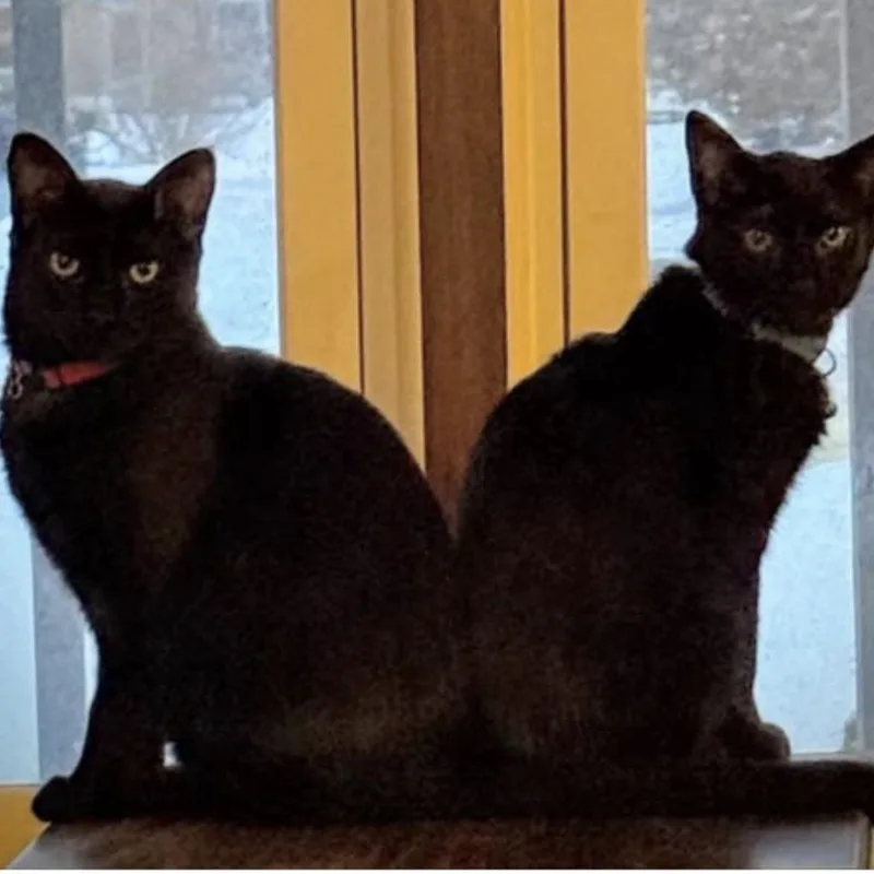 A young medium-sized male Black Domestic Short Hair cat named Jordan Bonded Wlebron for adoption in Rockford, MI