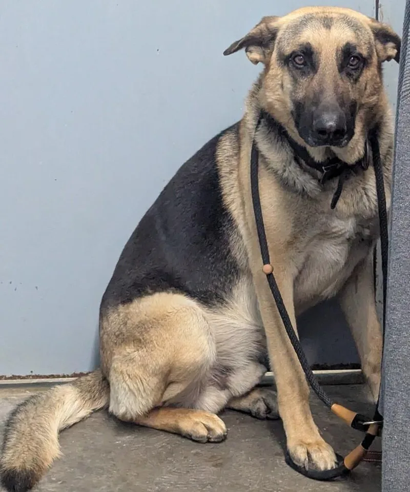 An adult large-sized male German Shepherd Dog dog named Kaiser for adoption in Evansville, IN