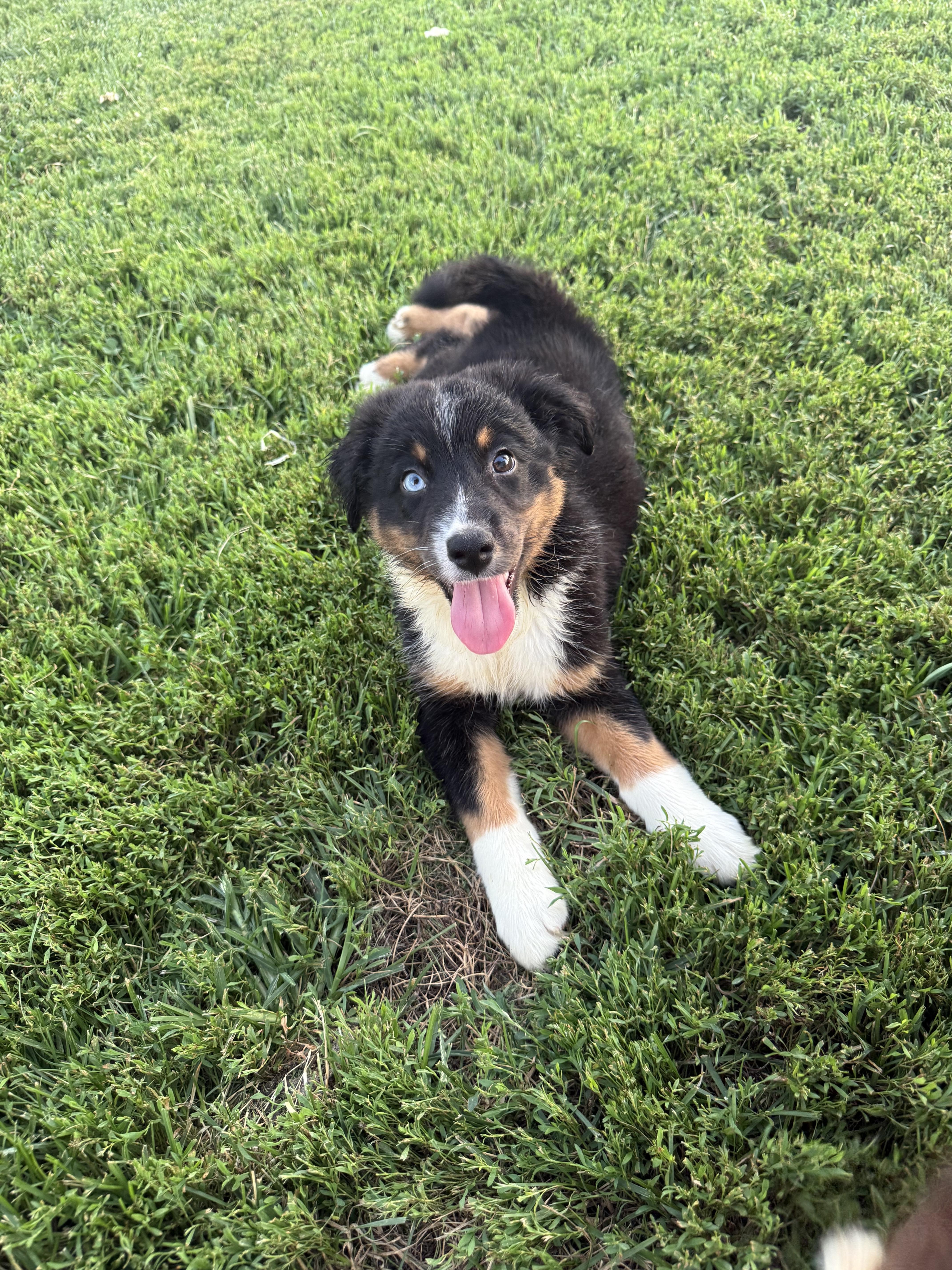 A young medium-sized male Australian Shepherd dog named Oliver for adoption in Brazil, IN
