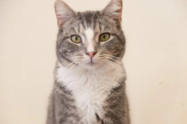 A young medium-sized male Gray & White Domestic Short Hair cat named Ash for adoption in South Ozone Park, NY