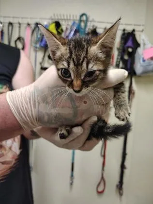 A baby small-sized male Domestic Short Hair cat named Mr Green T for adoption in Clarks Summit, PA
