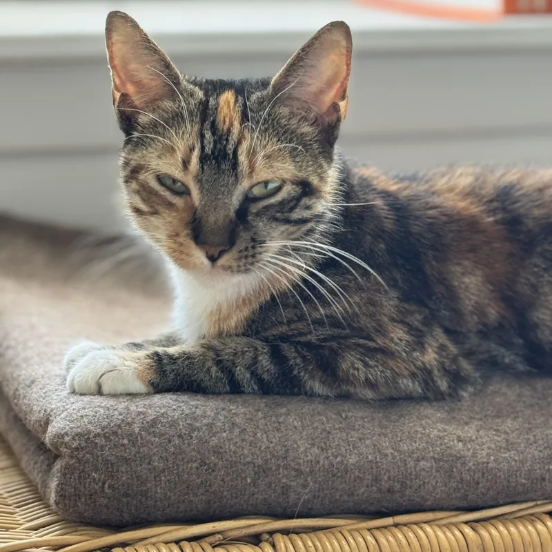 A young medium-sized female Calico American Shorthair cat named Melody for adoption in Brooklyn, NY