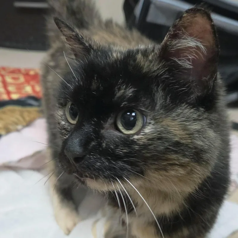 An adult medium-sized female Domestic Short Hair cat named Jolene for adoption in Plover, WI
