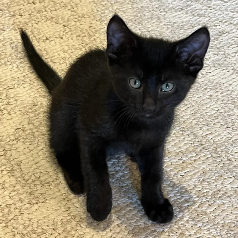 A baby small-sized female Black Domestic Short Hair cat named Chen for adoption in Green Bay, WI