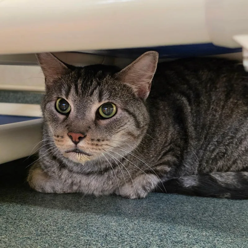 A senior large-sized male Gray / Blue / Silver Domestic Short Hair cat named Mowgli for adoption in Naples, FL