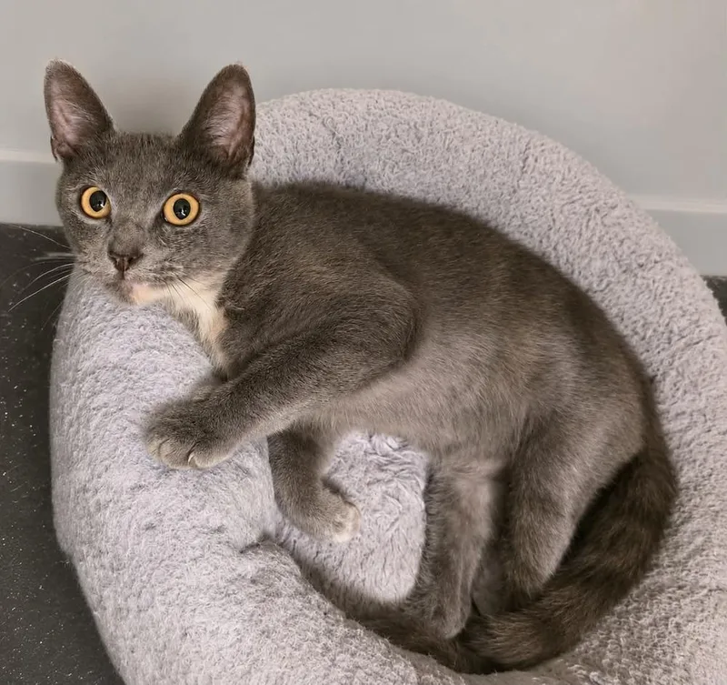 An adult medium-sized female Domestic Short Hair cat named Spice for adoption in Evansville, IN