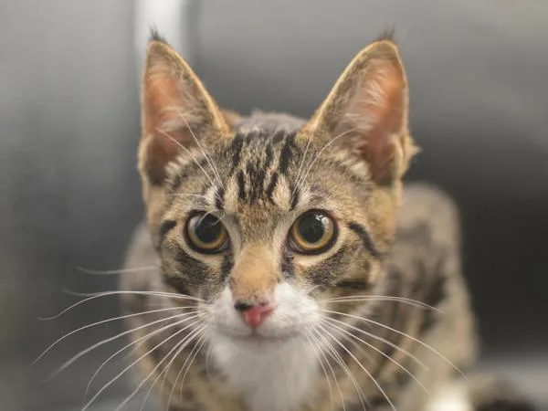 A baby small-sized male Domestic Short Hair cat named Tj for adoption in Portland, OR