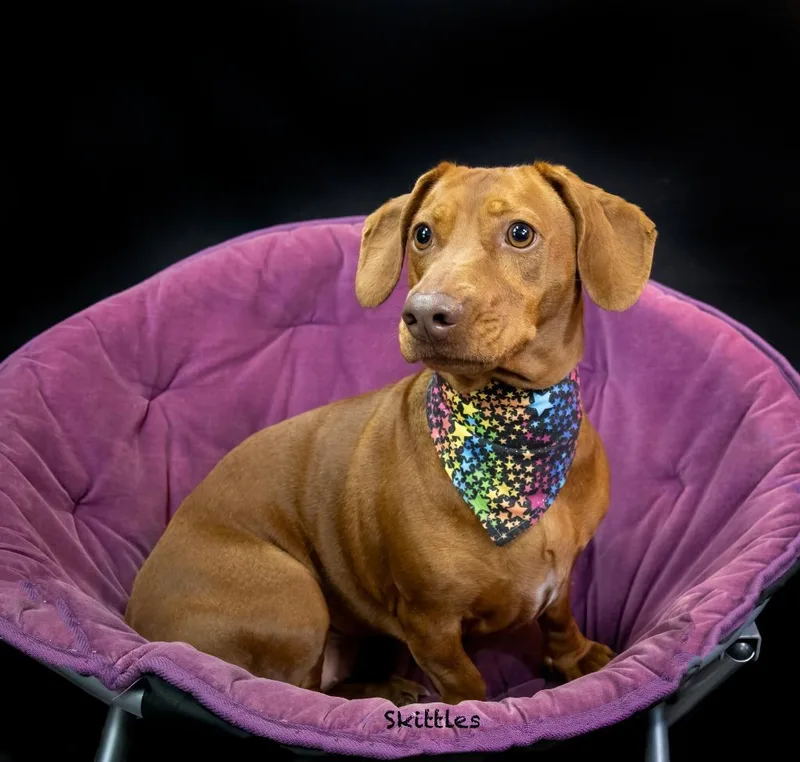 Skittles thumbnail 2