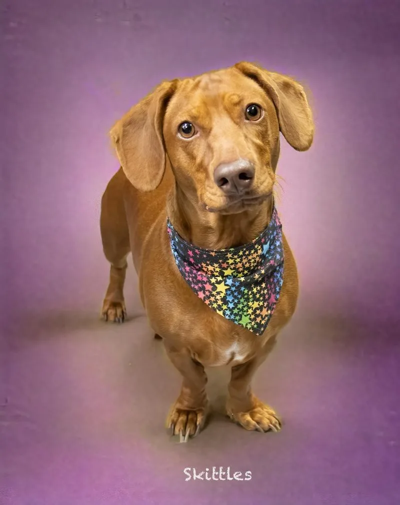 Skittles thumbnail 3