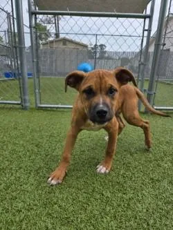 A baby medium-sized male Mixed Breed dog named Jax for adoption in Savannah, GA