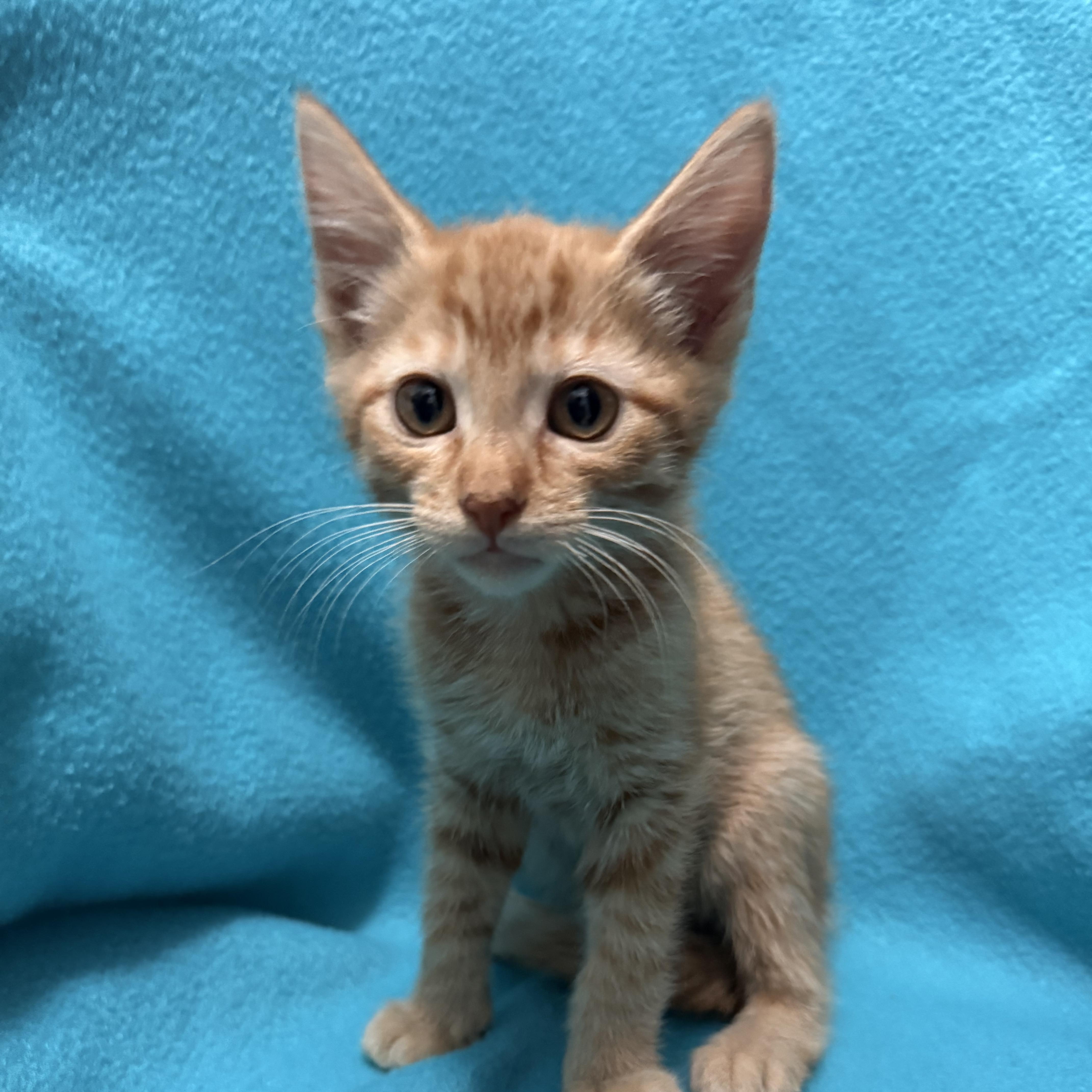 A baby medium-sized female Tabby (Orange / Red) Domestic Short Hair cat named Klaus for adoption in Oakdale, CA