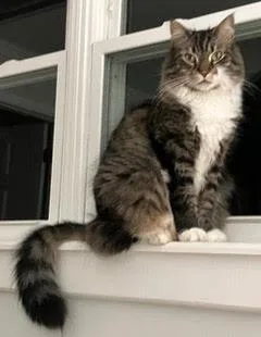 An adult large-sized male Tabby (Gray / Blue / Silver) Maine Coon cat named Biscuit for adoption in Morganton, NC