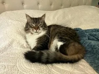 Biscuit thumbnail 3