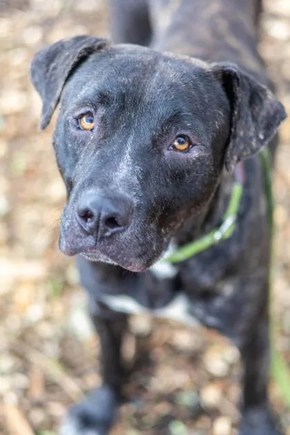 An adult large-sized male Mixed Breed dog named Festival for adoption in Chamblee, GA