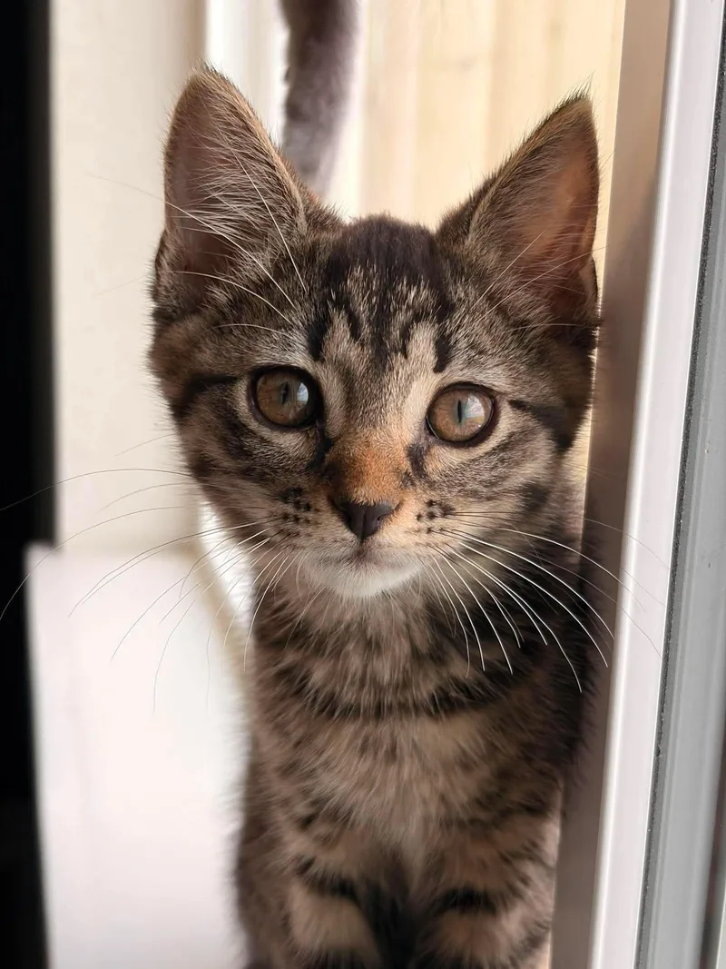 A young medium-sized female Domestic Short Hair cat named Fat Jo for adoption in Valley Center, KS