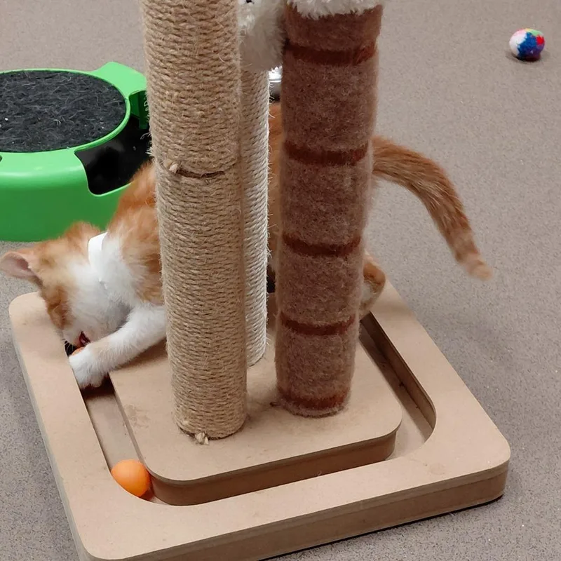 A baby small-sized male Orange / Red Domestic Short Hair cat named Tumbler for adoption in Middlebury, VT