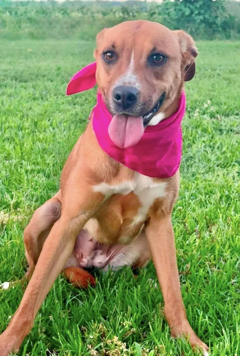 A young medium-sized female Mountain Cur dog named Rose for adoption in Manchester, CT