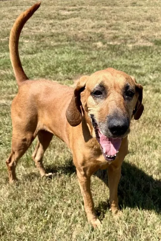 An adult large-sized female Brown / Chocolate Bloodhound dog named Sandy for adoption in Maryville, TN