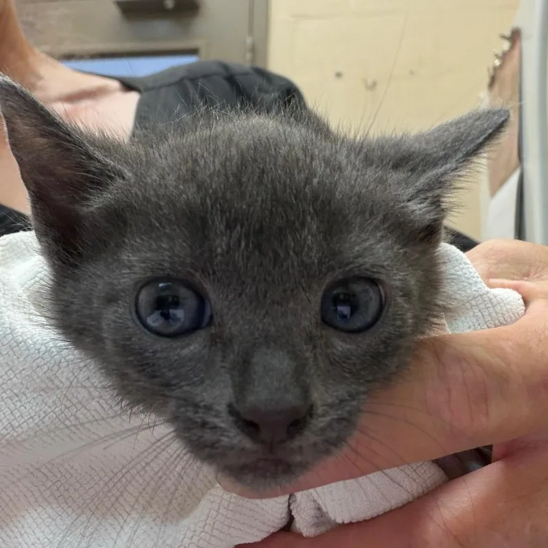 A baby small-sized female Gray / Blue / Silver Domestic Short Hair cat named Cinza for adoption in Birmingham, AL