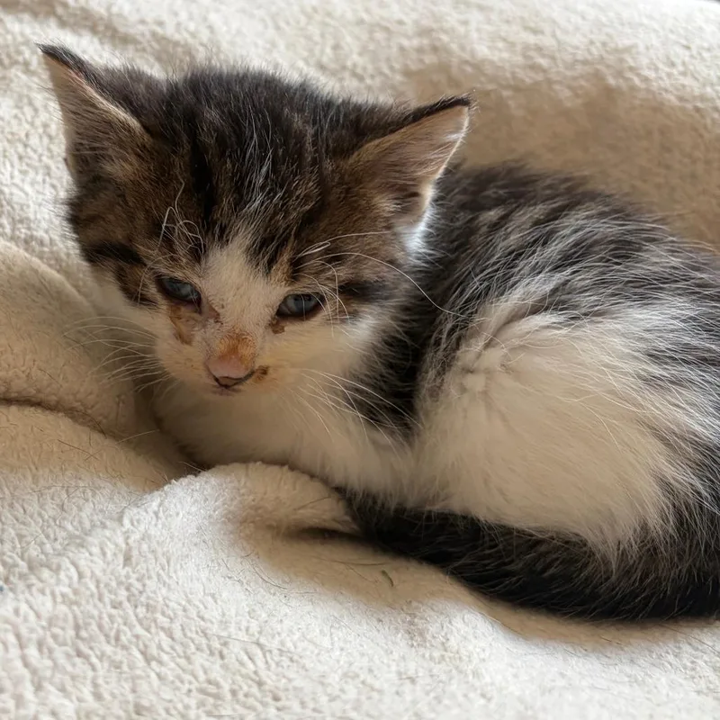 A baby small-sized male Gray / Blue / Silver Domestic Medium Hair cat named Rabbit C for adoption in Princeton, MN