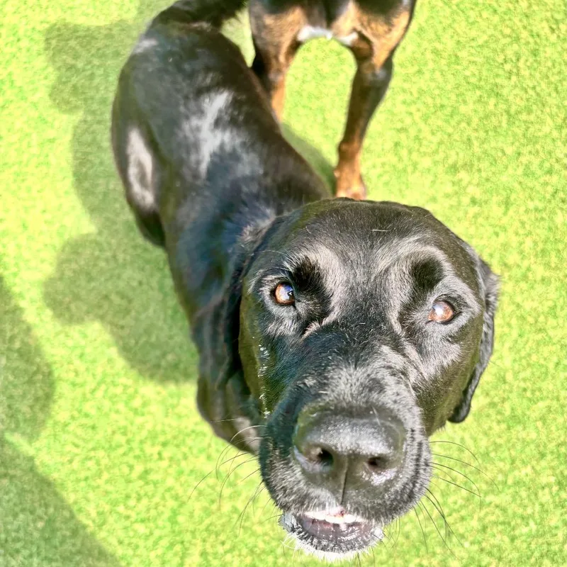 An adult medium-sized female Labrador Retriever dog named Lyra for adoption in Parkersburg, WV