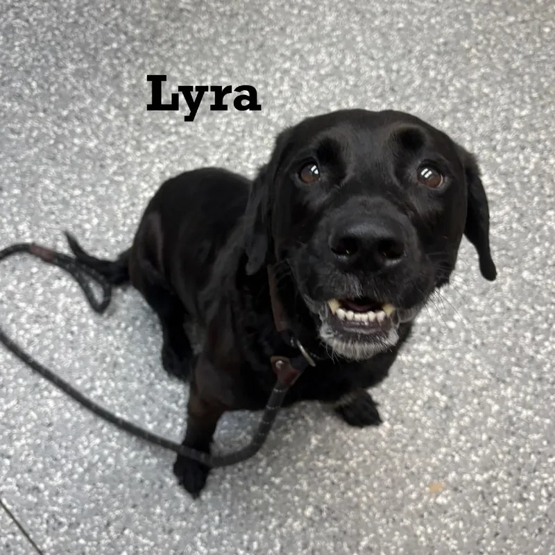 Lyra thumbnail 2