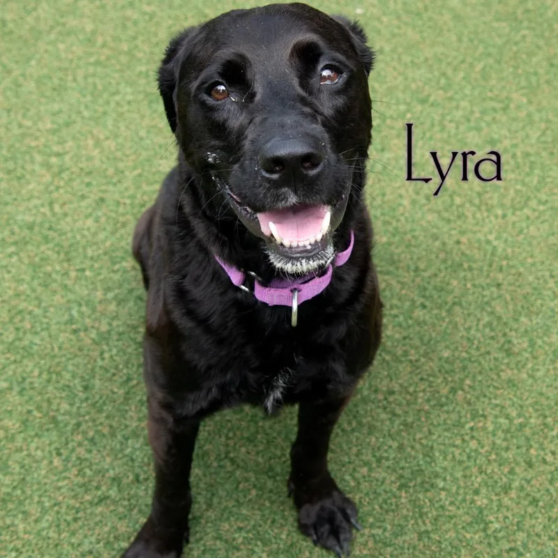 Lyra thumbnail 3