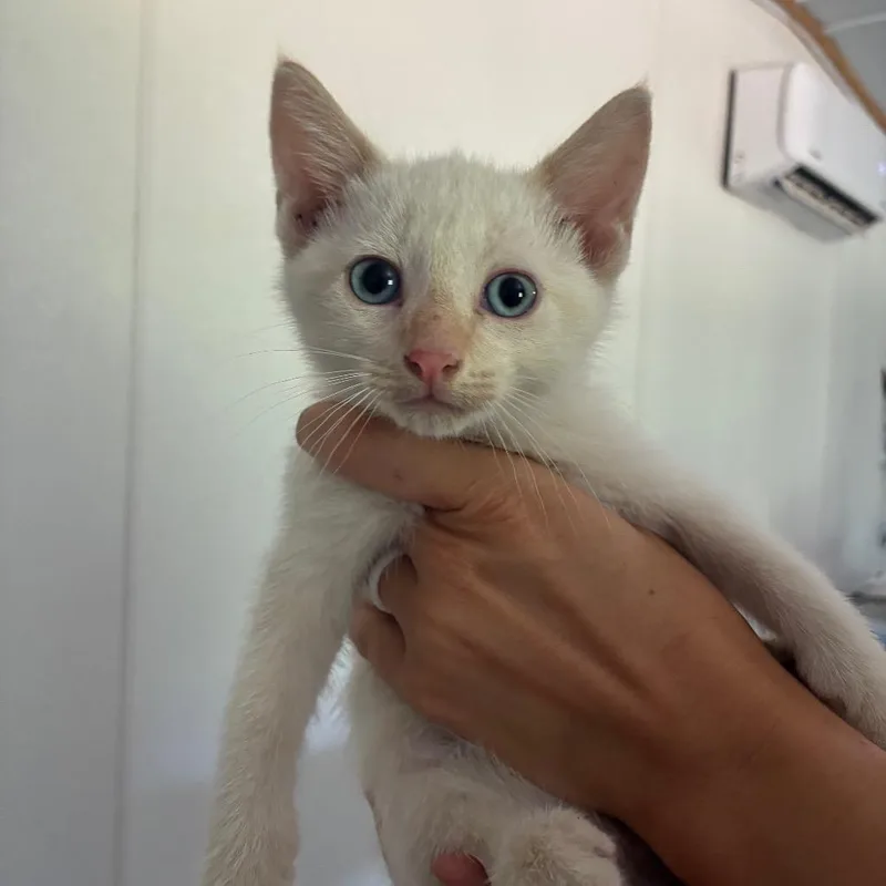 A baby small-sized male Flame Point Domestic Short Hair cat named Samual for adoption in Hattiesburg, MS