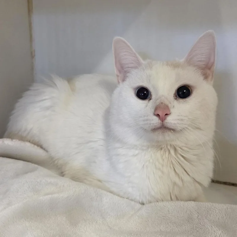 An adult medium-sized male White Domestic Short Hair cat named Caspian for adoption in Hinsdale, IL