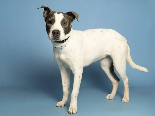 An adult small-sized female Pit Bull Terrier dog named Daisy for adoption in Phoenix, AZ