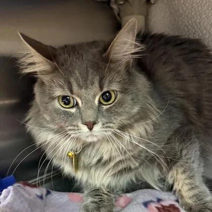 An adult large-sized male Gray & White Domestic Long Hair cat named Nori for adoption in Lansing, MI