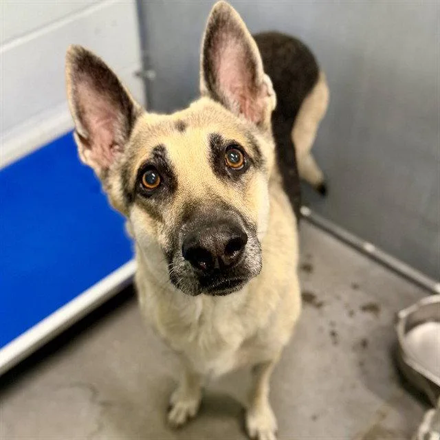 An adult large-sized female German Shepherd Dog dog named Mary Todd for adoption in Tavares, FL
