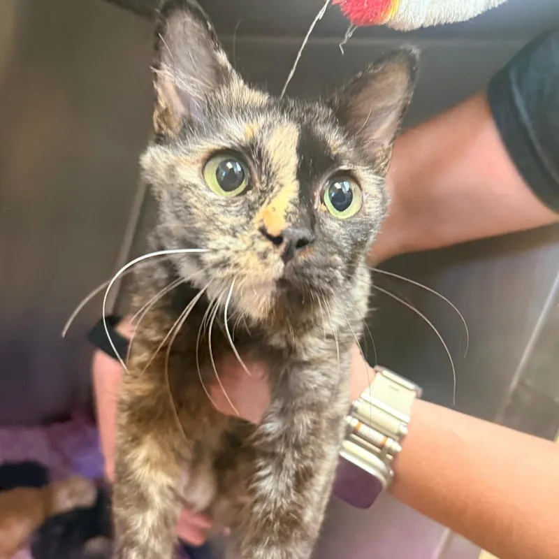 An adult small-sized female Tortoiseshell Domestic Short Hair cat named Zelda for adoption in Corinth, MS