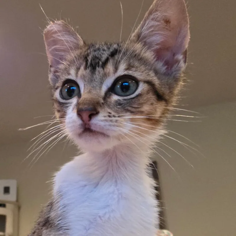 Trevor Tatertot