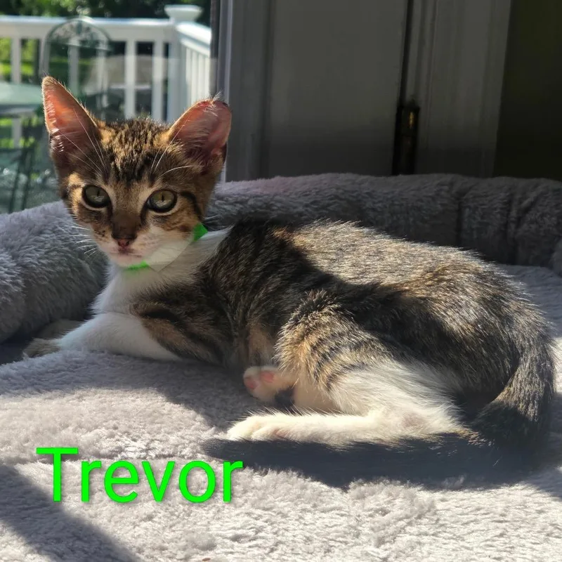 Trevor Tatertot thumbnail 2