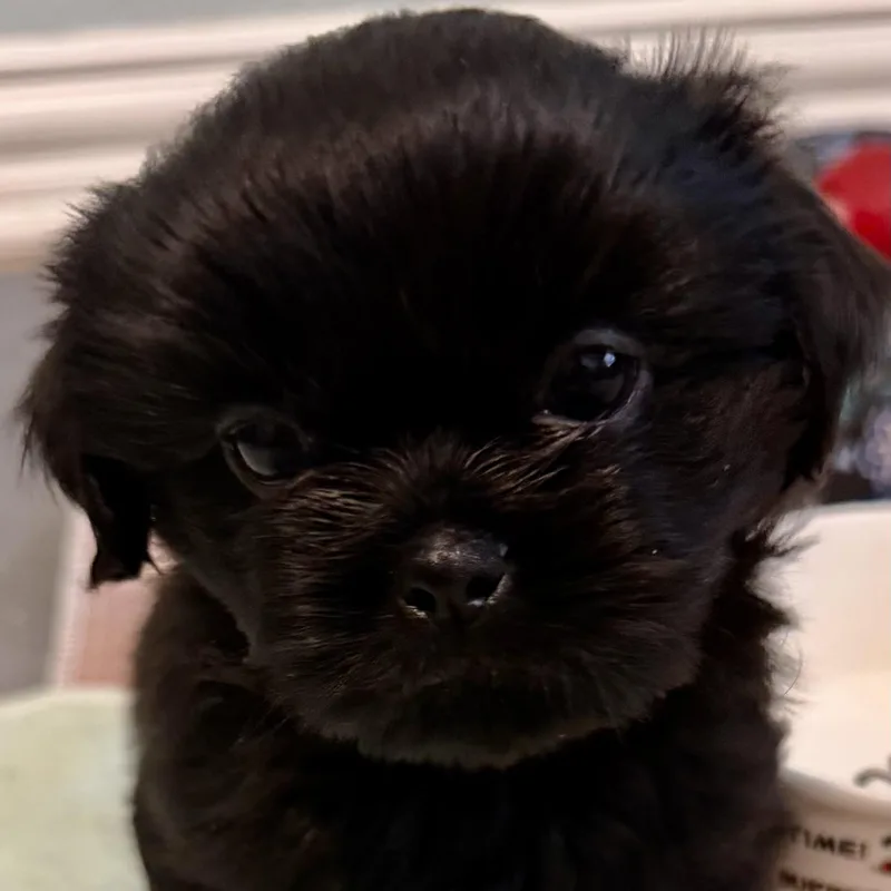 A baby small-sized male Black Shih Tzu dog named Chenile Miller for adoption in Plano, TX