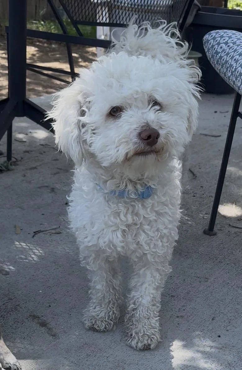 A young medium-sized male Cockapoo dog named Beau for adoption in Windsor, CO