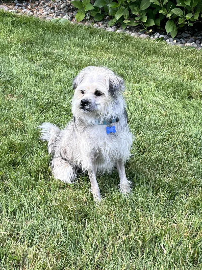 An adult small-sized male Lhasa Apso dog named Manny for adoption in Bothell, WA