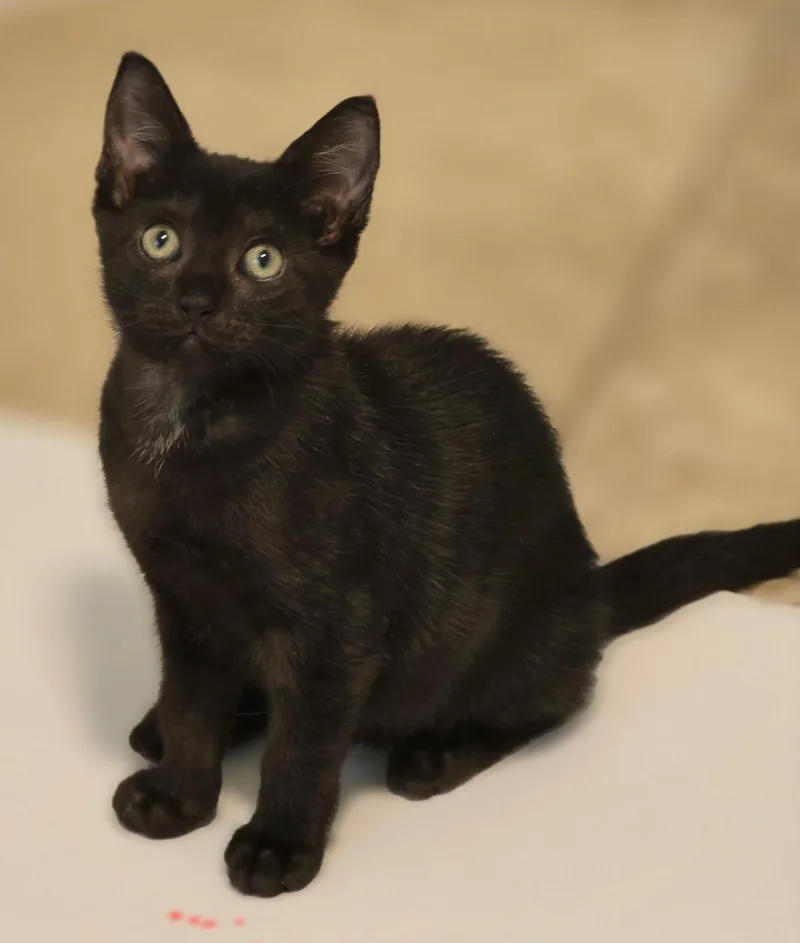 A baby small-sized female Bombay cat named Alley for adoption in Boca Raton, FL