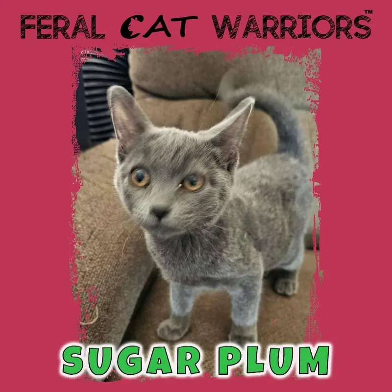 A baby small-sized female Gray / Blue / Silver Domestic Short Hair cat named Sugar Plum for adoption in Kingman, AZ