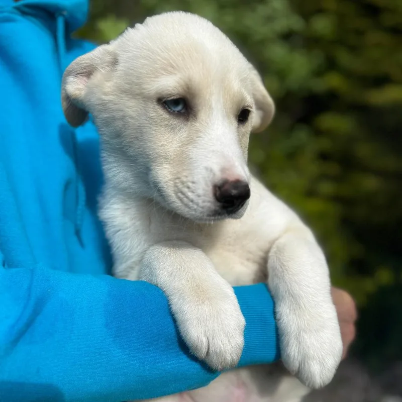 A baby large-sized male Yellow / Tan / Blond / Fawn Husky dog named Ny Daiquiri Avail May for adoption in Eastford, CT