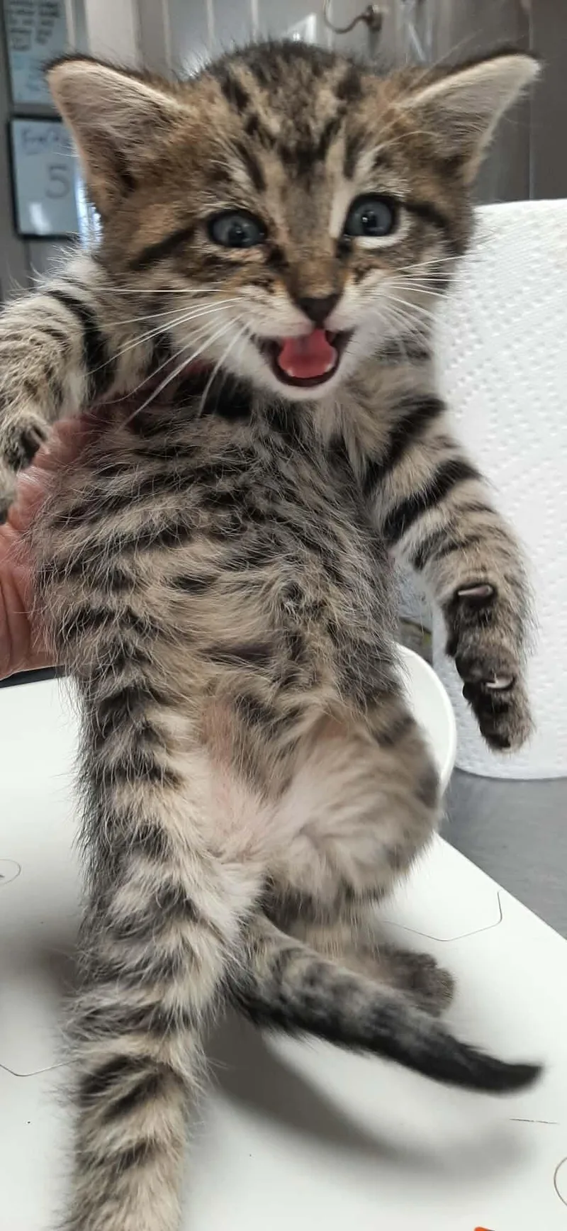 A baby medium-sized female Tabby (Brown / Chocolate) Domestic Short Hair cat named Hilda for adoption in Georgetown, OH