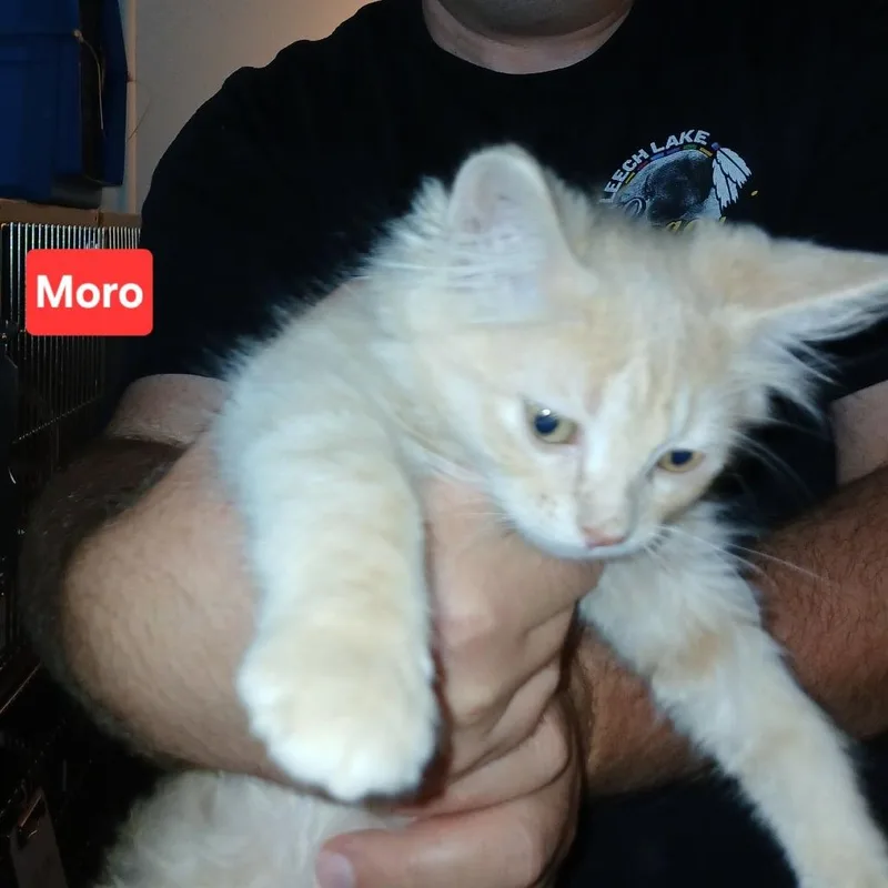 A baby small-sized male Buff / Tan / Fawn Domestic Short Hair cat named Moro C for adoption in Princeton, MN