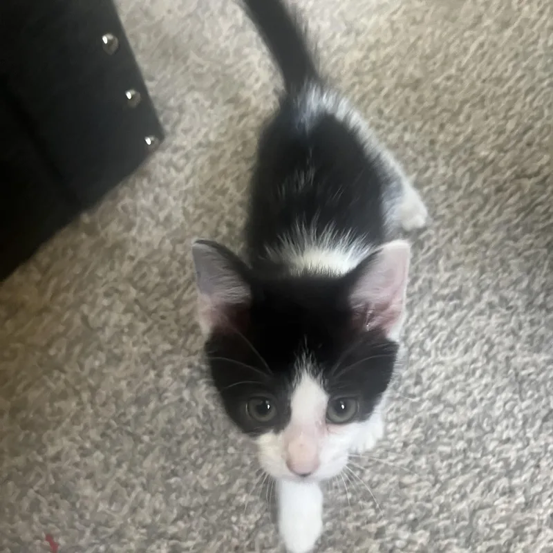 A baby small-sized female Black & White / Tuxedo Domestic Short Hair cat named Tucker for adoption in Richland, MI